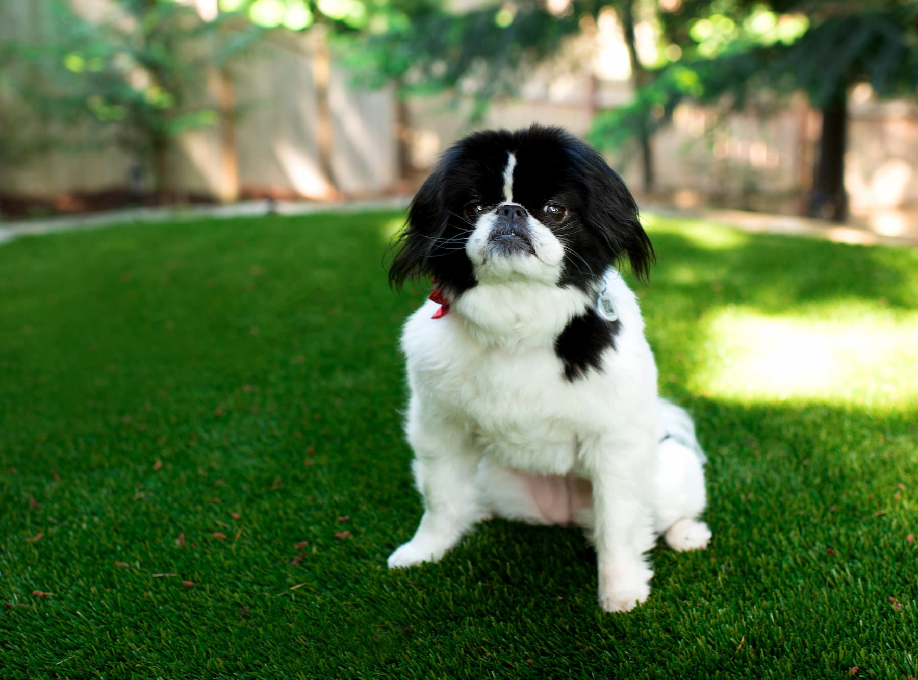 residential artificial turf & fake grass